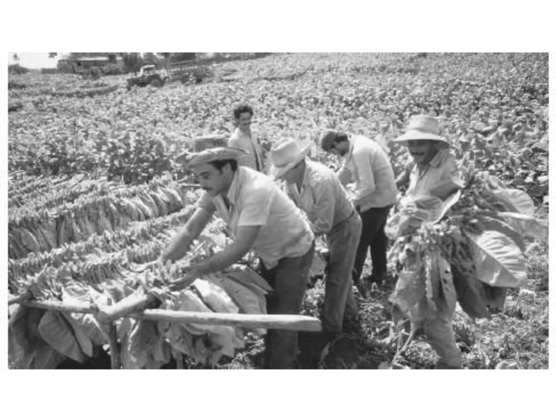 Công nghiệp xì gà Cuba  phát triển mạnh mẽ